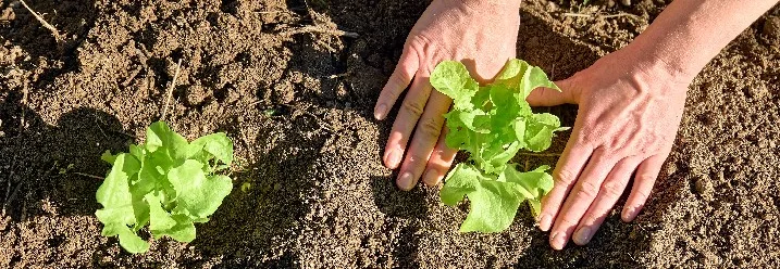 Hände pflanzen Salatsetzlinge in die Erde.
